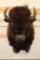 XXL BUFFALO or BISON Shoulder Mount