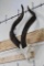 *TEXAS RESIDENTS ONLY* Very Nice MARKHOR SKULL with Removable Horns