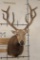 *TEXAS RESIDENTS ONLY* 10-Point PERE DAVID DEER Shoulder Mount