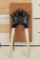 Antique Upper WALRUS Skull on a Wooden Plaque