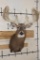 XXL 28-Point WHITETAIL DEER Shoulder Mount with a Heavy Rack