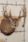 22-Point WHITETAIL DEER Shoulder Mount with Replica Antlers after Harold Keitzman's 1940's Find