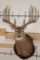 14-Point WHITETAIL Deer Shoulder Mount with Replica Antlers, Ranked No. 8 by Boone and Crockett