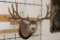 XXXL 27-Point MULE DEER Shoulder Mount with Replica Antlers after 