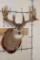 29-Point WHITETAIL Deer Shoulder Mount with Replica Antlers after Keith Dahmer's Alberta Buck