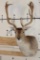 XL 17-Point FALLOW DEER Shoulder Mount
