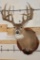 11-Point WHITETAIL DEER Shoulder Mount with Replica Antlers hunted by the Stang Brothers