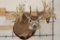 WHITETAIL DEER Shoulder Mount -