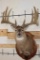 WHITETAIL DEER Shoulder Mount with Replica Antlers after John Breen's 1918 No. 7 Boone and Crockett