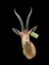 *Rare* Trophy Size PETER'S GAZELLE Shoulder Mount