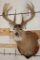 10-Point WHITETAIL DEER Shoulder Mount with Replica Antlers after James Jordan's No. 2 Boone and