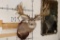 Non-Typical MULE DEER Shoulder Mount with 36-Point Replica Antlers, after #20 in Boone and Crockett