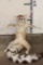 *Rarely Seen* Life-sized RINGTAIL Soft Mount