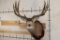 XXL MULE DEER Shoulder Mount with Replica 14-Point Antlers from Sheds found in Utah