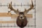 29-Point MULE DEER Shoulder Mount with Replica Antlers after the 