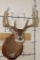 14-Point MULE DEER Shoulder Mount with Reproduction Antlers after 