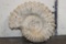 XL 16 lb AMMONITE Fossil Specimen