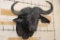 Big CAPE BUFFALO Shoulder Mount