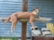 *New* Life-sized AFRICAN CARACAL CAT Mounted on a Laying Limb