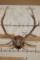 Massive XXL Heavy 14-Point ELK Antler Rack on a Wood Plaque