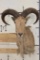AOUDAD Shoulder Mount