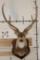 AXIS DEER Shoulder Mount on a Wooden Plaque