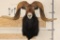 BLACK HAWAIIN Shoulder Mount