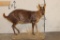 *Rarely Seen* Life-sized MUNTJAC on a simulated Rock Base
