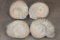 (4) AMMONITE FOSSIL Specimens from Morocco (ONE$)