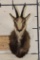 CHAMOIS Shoulder Mount