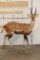 Life-sized WESTERN BUSHBUCK on light-weight Foam Base