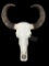 Very Large ASIAN WATER BUFFALO Skull