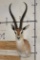 GRANT'S GAZELLE Shoulder Mount