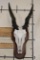 ELAND Skull on a Wooden Plaque