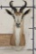 COMMON SPRINGBOK Shoulder Mount
