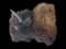 *New* BUFFALO or BISON Shoulder Mount with Big Horns