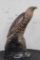 Beautiful EAGLE Carved and Scrimshawed from a WATER BUFFALO Horn