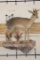 Life-sized GUNTHER'S DIK-DIK on a simulated Rock Wall Hanging Base