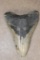 Big MEGALODON SHARK Tooth Fossil
