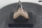 Polished MEGALODON SHARK TOOTH Fossil with a Display Stand