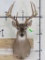 10-Point WHITETAIL DEER Shoulder Mount with a Big Rack
