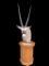 Large AFRICAN GEMSBOK Pedestal Mount on an Oak Base