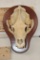 BLACK BEAR Skull on a Wooden Plaque