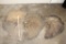 (3) African ELEPHANT Ear Skins (ONE$)