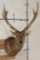 Big 8-Point SIKA DEER Shoulder Mount