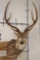 AXIS DEER Shoulder Mount