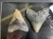(2) Large MEGALODON SHARK Teeth Fossils in a Glass Display Case (ONE$)