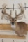 10-Point WHITETAIL DEER Shoulder Mount with Drop Tines