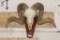 CORSICAN RAM Skull on a Wooden Wall Pedestal