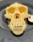 *New* Reproduction CHIMPANZEE or Chimp Skull with a Removable Jaw